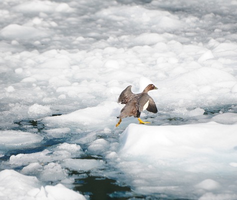 Kawesar_Goose_on_ice