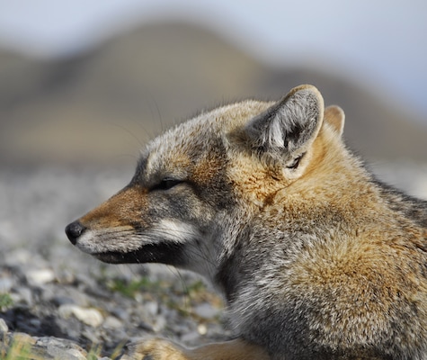 Kawesar_Fox