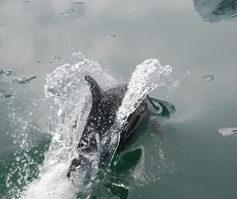Chonos_Southern_Dolphin