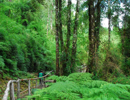 Chonos_Souther_Rainforest