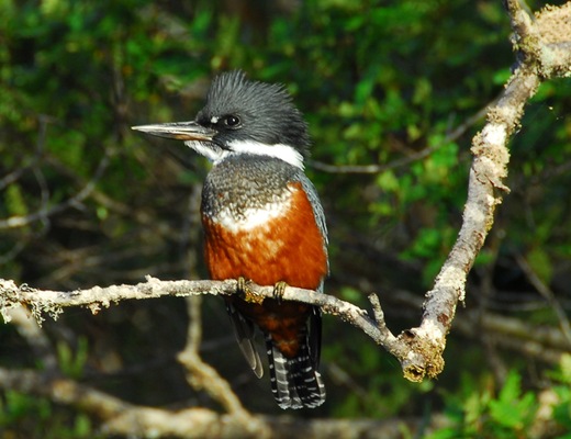 Chonos_Woodpecker
