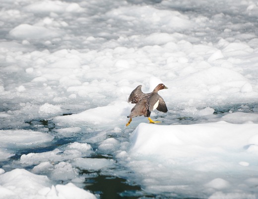 Kawesar_Goose_on_ice