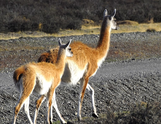 Kawesar_Guanacos