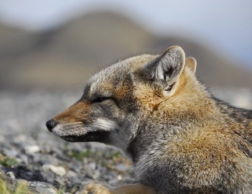 Kawesar_Fox