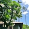 Waimea Plantation Cottages, a Coast Resort - map