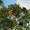 Hotel Green - map