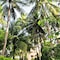Sea Star Resort Phu Quoc - map