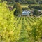 Denbies Vineyard Hotel - map