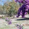 Gumleaves Bush Holidays - map