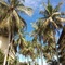 Palm Beach Resort & Spa - map