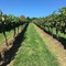 Turners Vineyard - map