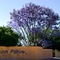 Bush Pillow Guest House - map