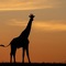Hillsnek Safari Camp - Amakhala Game Reserve - map