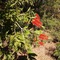 Bottlebrush B&B - map