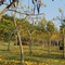 Suan Phueng Pa Wai Resort - map
