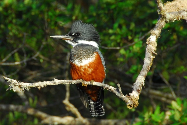 Chonos_Woodpecker