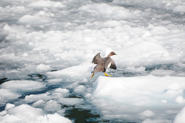 Kawesar_Goose_on_ice