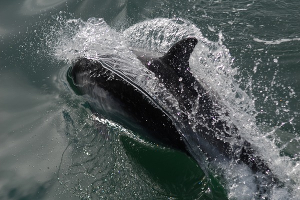 Kawesar_Dark_Dolfin