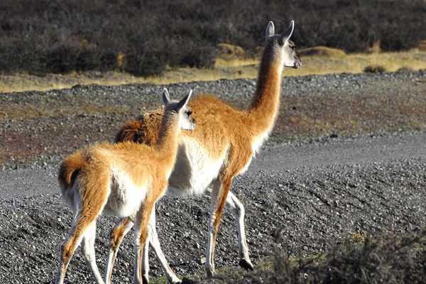 Kawesar_Guanacos