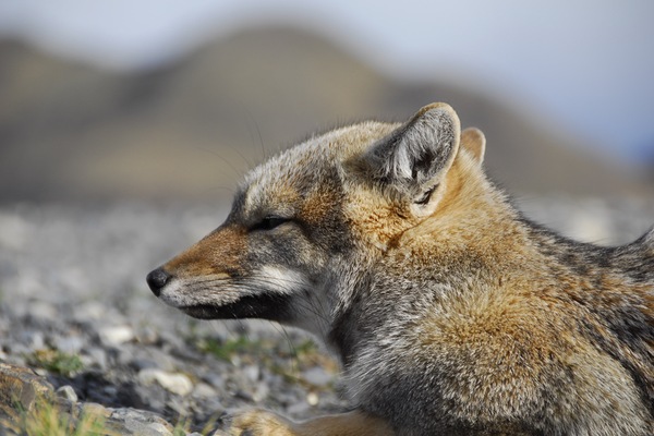 Kawesar_Fox