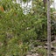 Club Tropical Resort Port Douglas