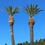 Cambria Palms Motel