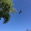 Gallo