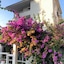 Ascot Hotel Buyukada