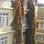 Festoon Hotel