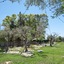 Badia Del Casale