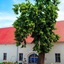 Pałac Wiechlice