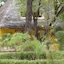 Pelican Du Saloum