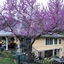 Red Bud Manor