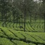 Wild Elephant Eco-Friendly Resort
