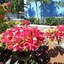 Green Palm Boutique Hotel
