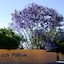 Bush Pillow Guest House