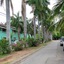 Tropical Gardens