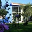 Jacaranda