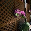 Hotel Corona