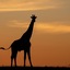 Hillsnek Safari Camp - Amakhala Game Reserve