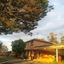 Poplars at Mittagong