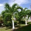 Restorations Tobago