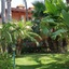 Il Giardino Delle Jacaranda