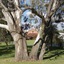 Serafino Mclaren Vale
