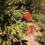 Bottlebrush B&B