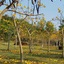 Suan Phueng Pa Wai Resort