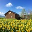 Country Cottage Wakiaiai