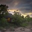 Sabi Sabi Little Bush Camp