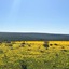 Simbavati Cederberg Ridge