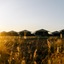 Mitchell Grass Retreat